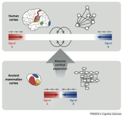 Buckner & Krienan's tethering hypothesis (Buckner & Krienan, 2013).