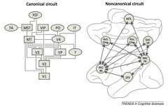 Dr. Goldman-Rakic's non-canonical parallel distributed cortical circuit (Goldman-Rakic, 1988)