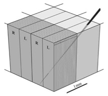 Hubel and Wiesel’s ice cube tray model.  From Horton and Adams (2010); originally adapted from Hubel et al. (1976).
