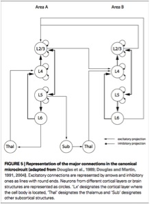From Da Costa and Martin, 2010.  The canonical microcircuit.  The authors propose replacing the notion of columns with a basic microcircuit.