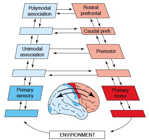 The Recursivity of the Perception Action Cycle. Figure 2 from Fuster, 2004.