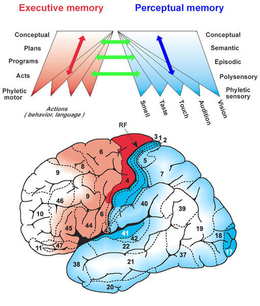 The Perception-Action Cycle. Fig 1 from Fuster, JM (2004) Upper stages of the perception-action cycle. Trends in Cognitive Science 8:143-145